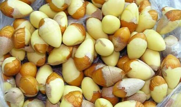 孕妇可以吃白果吗 什么人不能吃白果